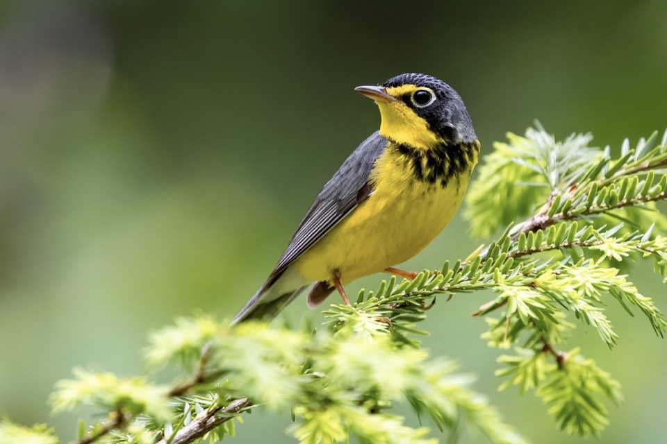 Canada Warbler (Cardellina canadensis)