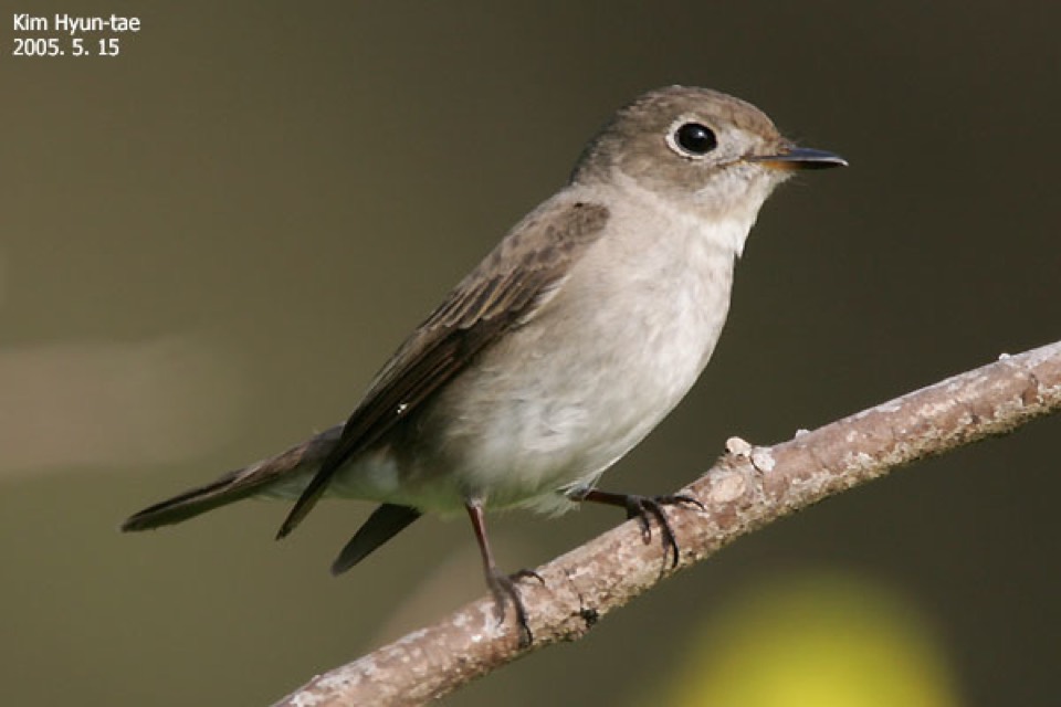 Asian Brown Flycatcher (Muscicapa dauurica)